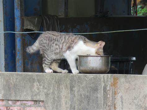 貓來起大厝的意思|[問題/其他] 狗來富，到底貓來什麼？